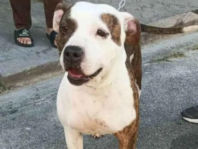 Cachorro raça Mestiça idade 5 anos nome Luna
