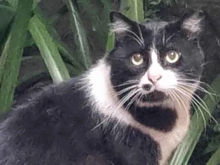 Gato ra a srd-frajolinha idade 3 anos nome FRAJOLA