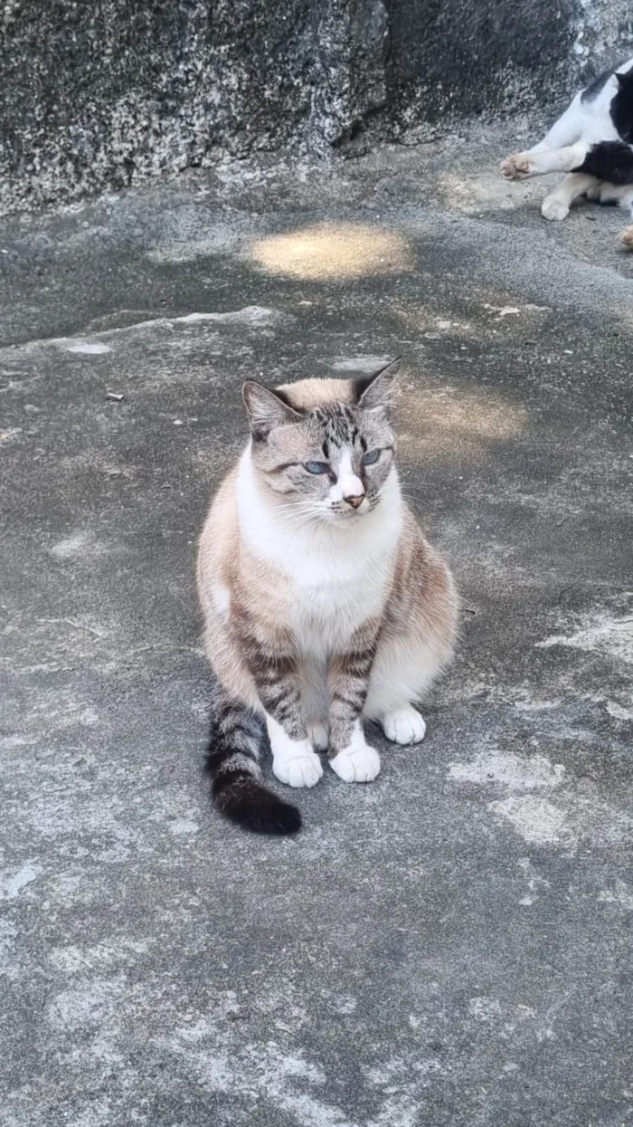 Gato ra a srd tricolor rosét  idade 2 anos nome FLORENCE