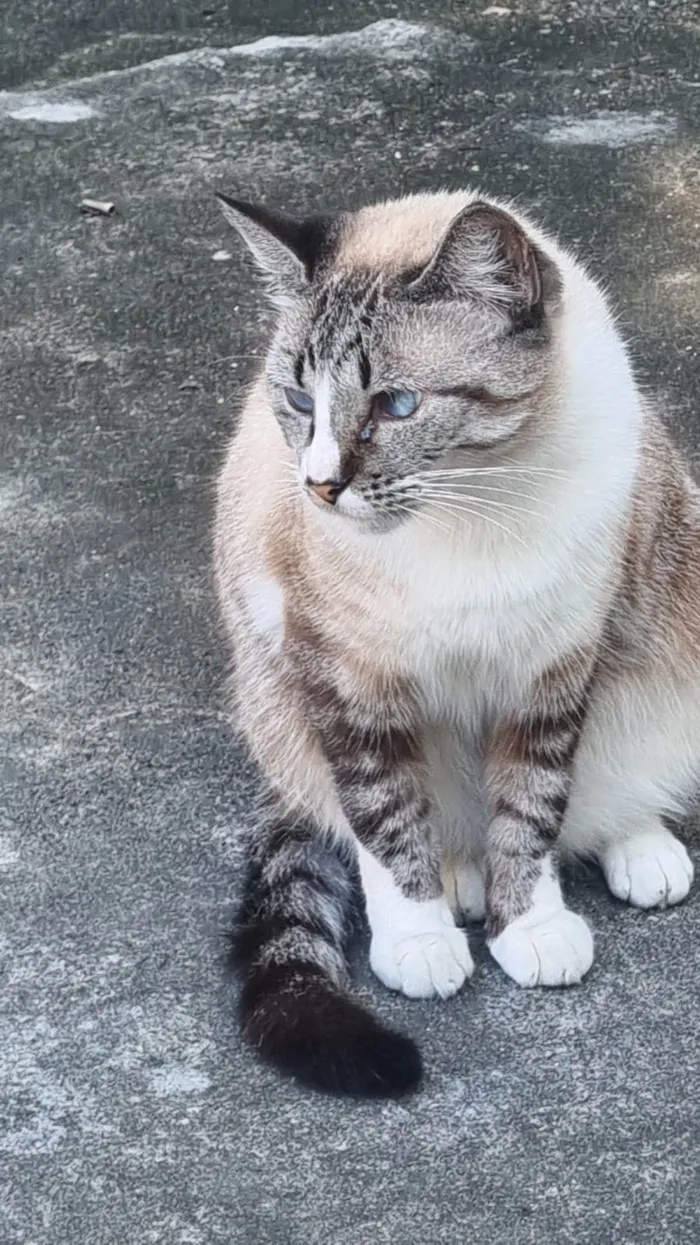 Gato ra a srd tricolor rosét  idade 2 anos nome FLORENCE