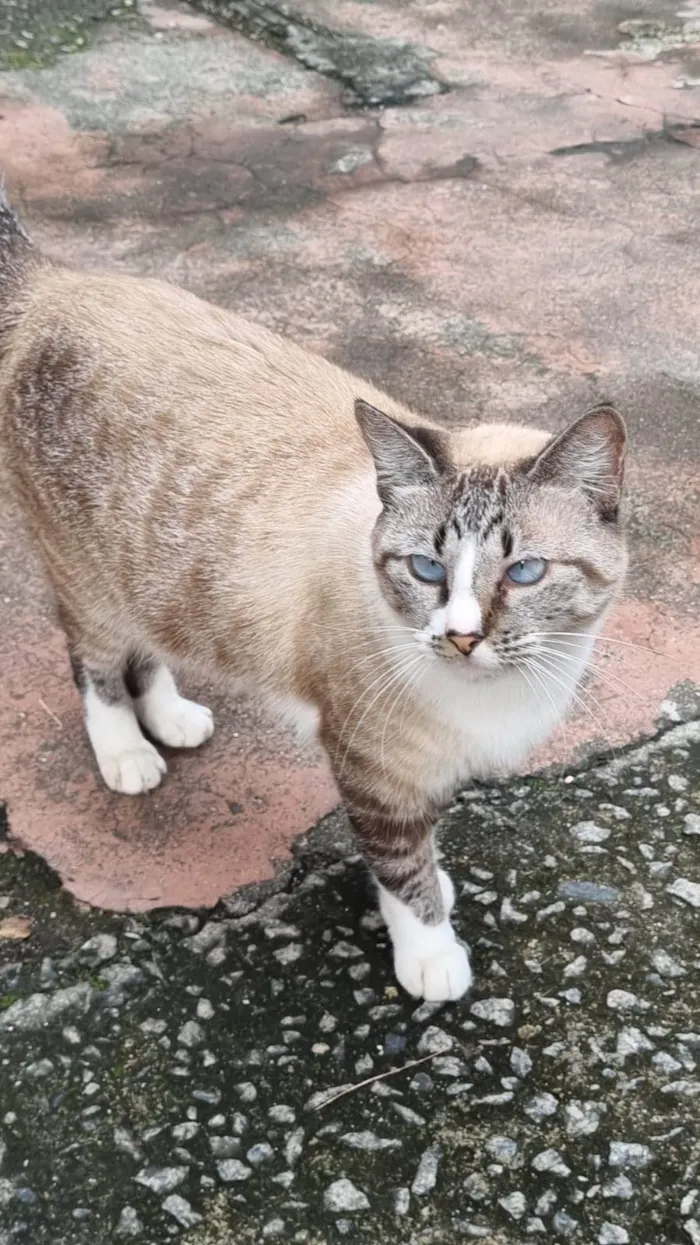 Gato ra a srd tricolor rosét  idade 2 anos nome FLORENCE
