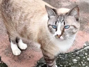 Gato raça srd tricolor rosét  idade 2 anos nome FLORENCE