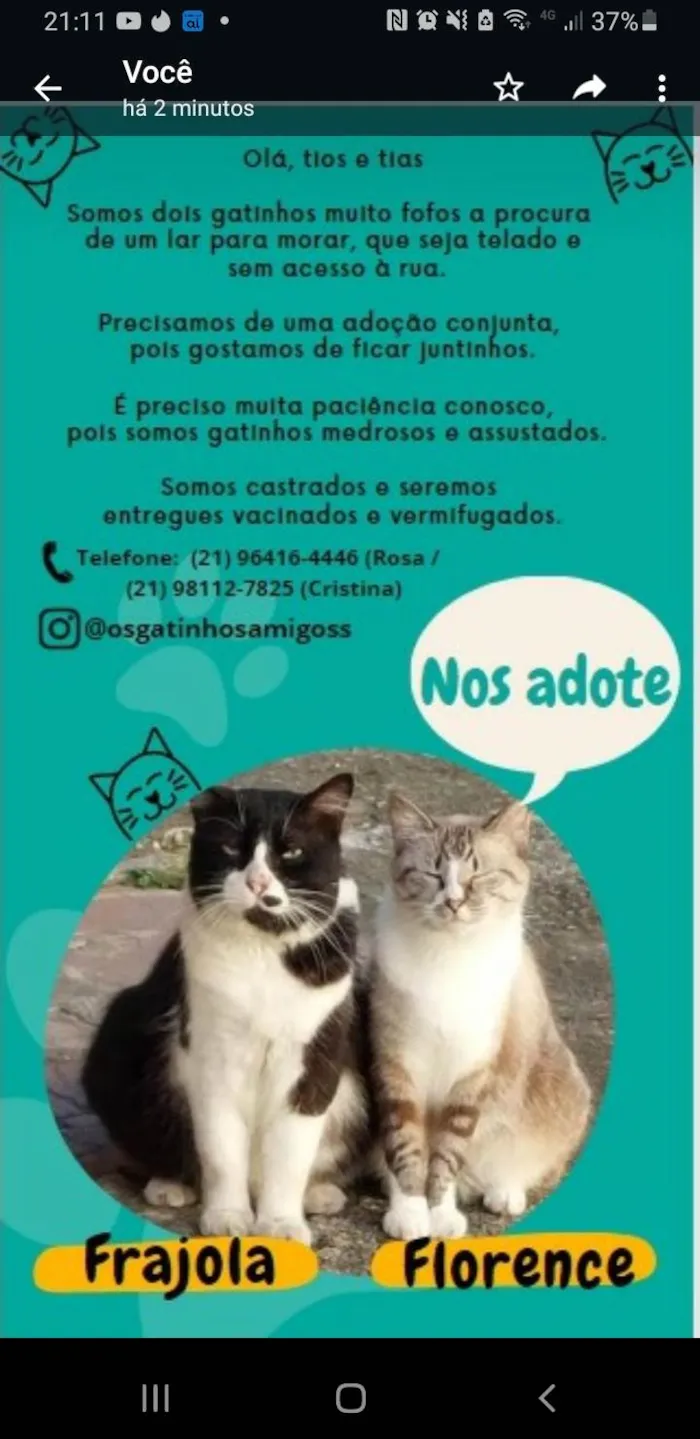 Gato ra a srd-frajolinha idade 3 anos nome FRAJOLA