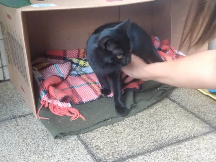 Gato ra a SRD-ViraLata idade 7 a 11 meses nome Suzie