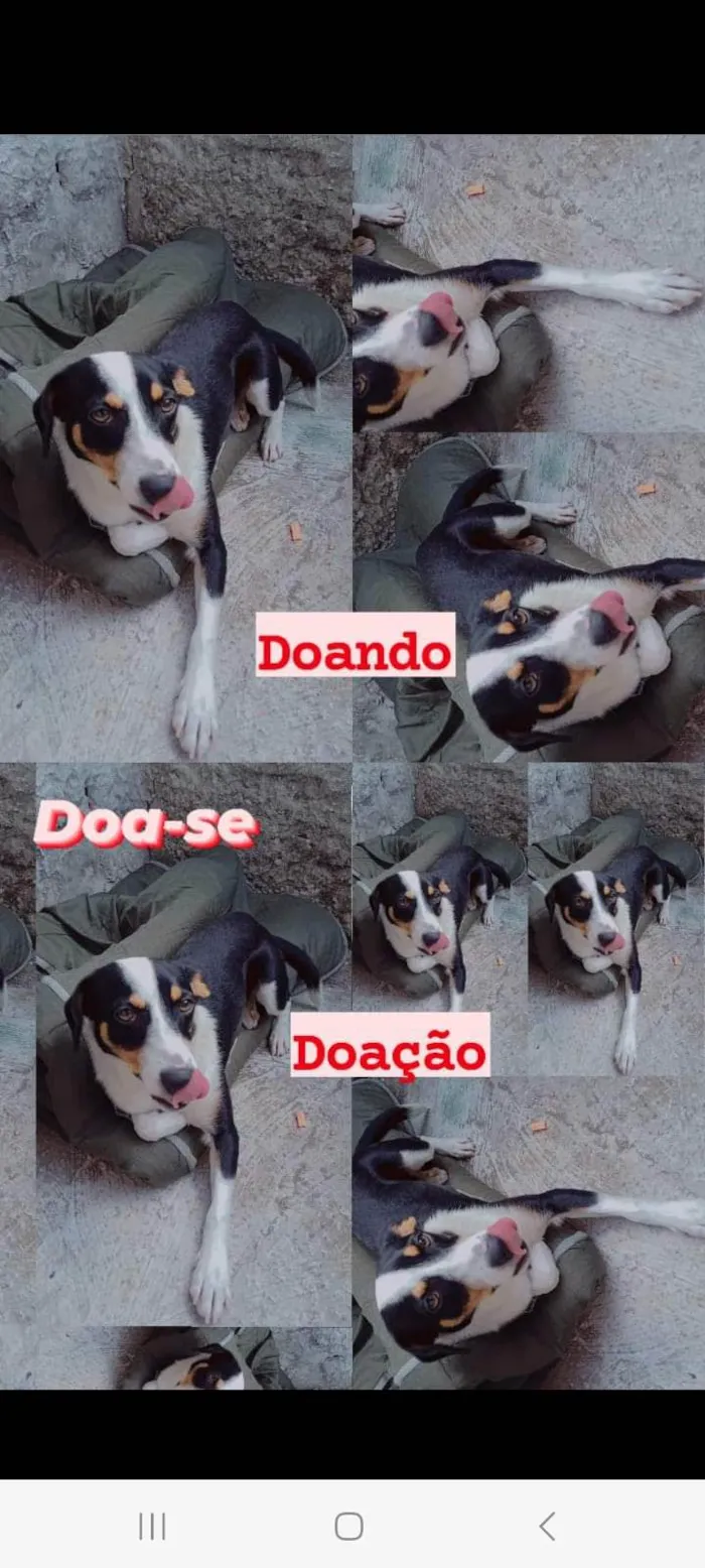 Cachorro ra a  idade 7 a 11 meses nome Tody