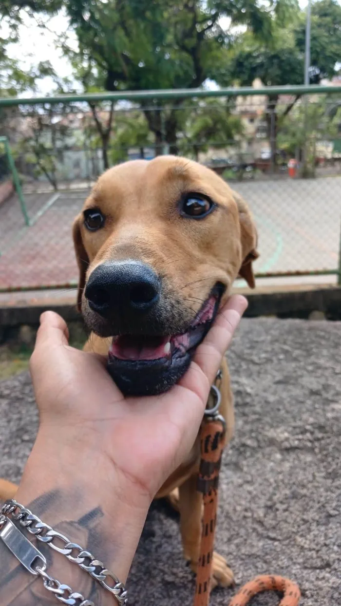 Cachorro ra a SRD-ViraLata idade  nome Luke