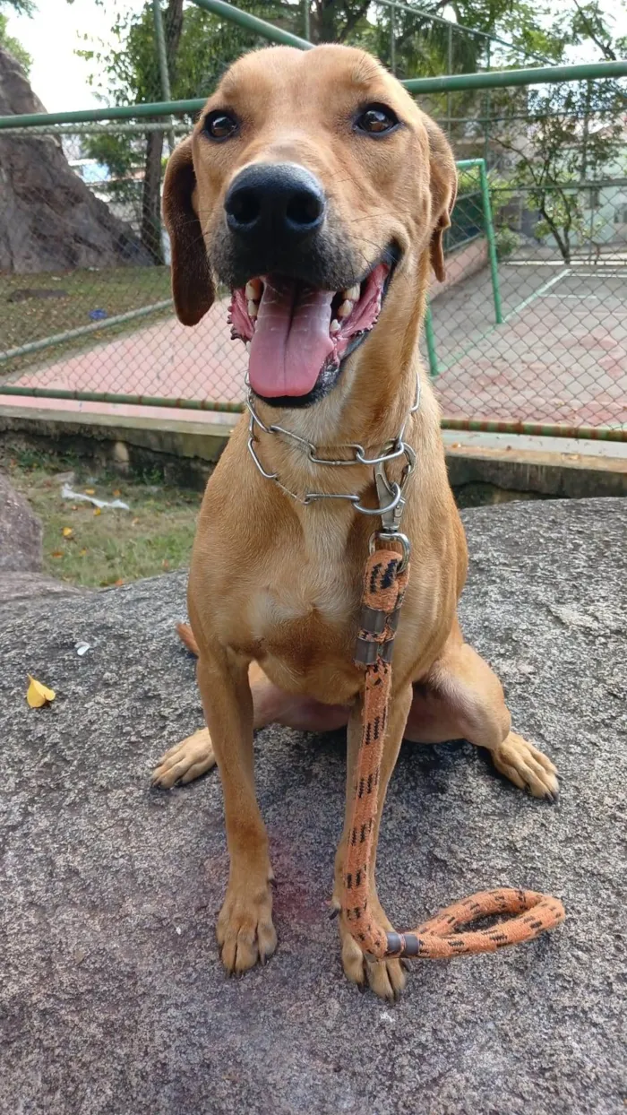 Cachorro ra a SRD-ViraLata idade  nome Luke