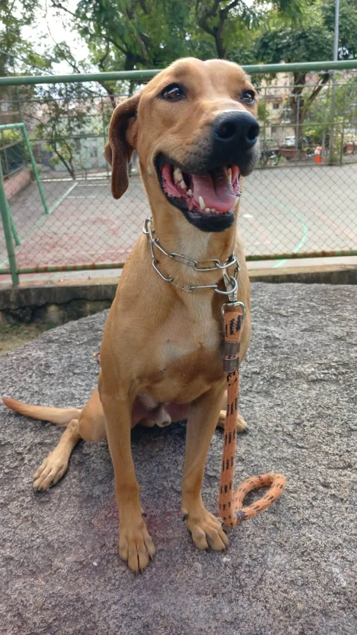 Cachorro ra a SRD-ViraLata idade  nome Luke