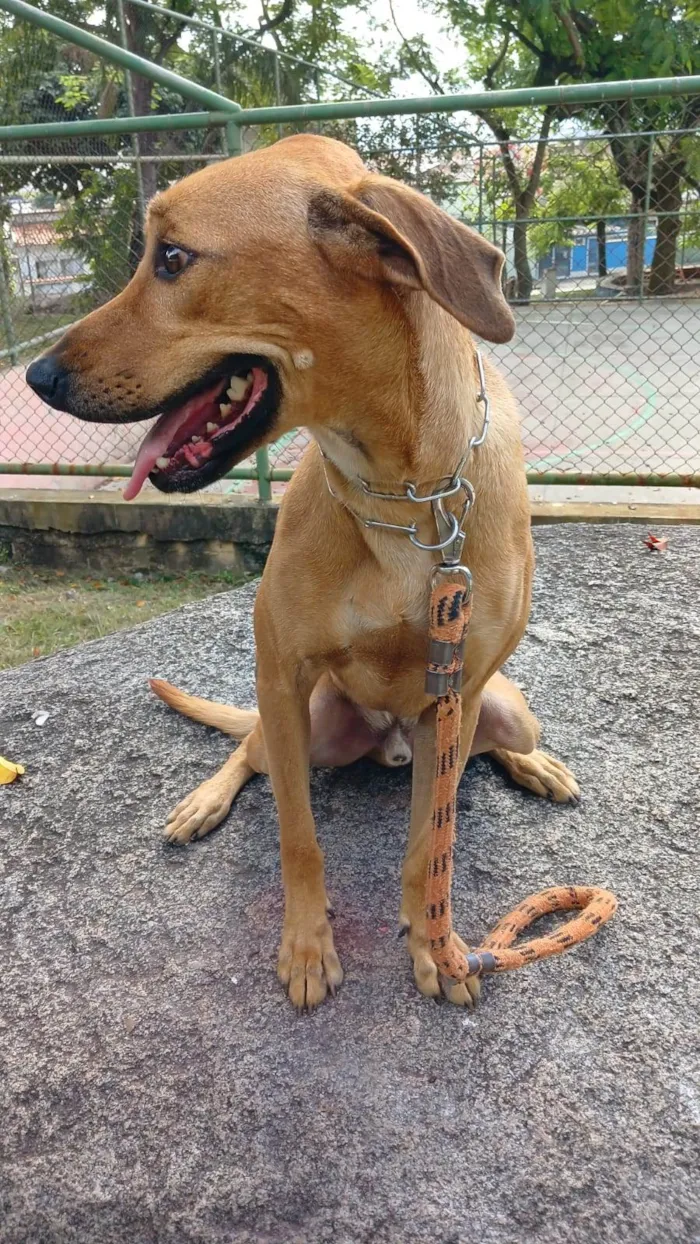 Cachorro ra a SRD-ViraLata idade  nome Luke
