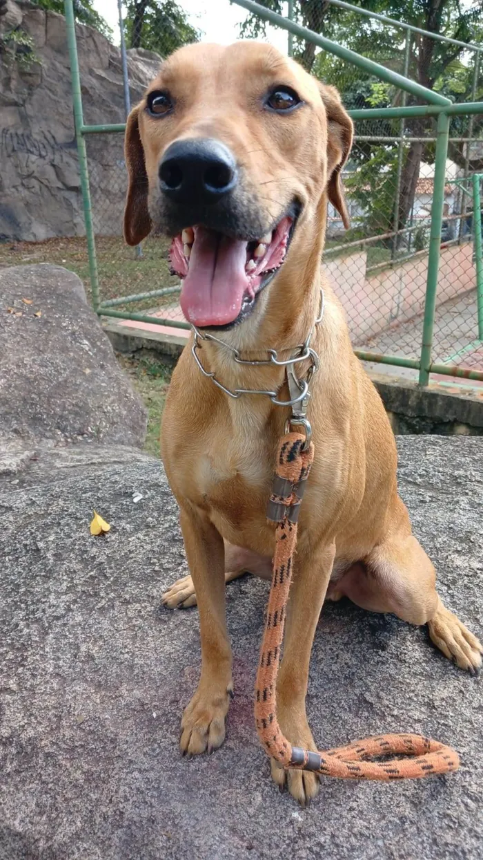 Cachorro ra a SRD-ViraLata idade  nome Luke