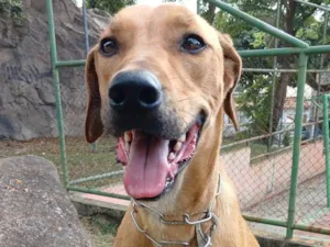 Cachorro raça SRD-ViraLata idade  nome Luke