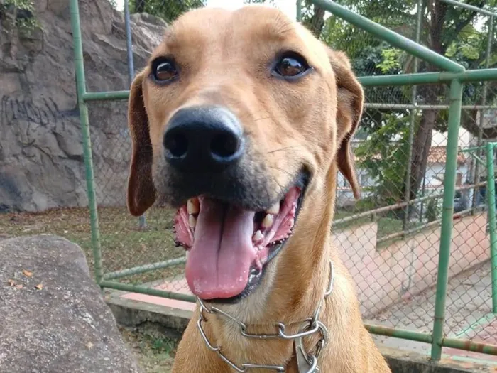 Cachorro ra a SRD-ViraLata idade  nome Luke