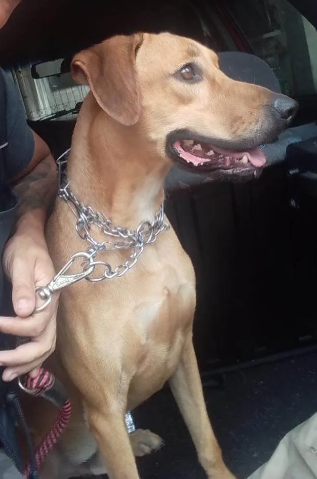 Cachorro ra a SRD-ViraLata idade  nome Luke