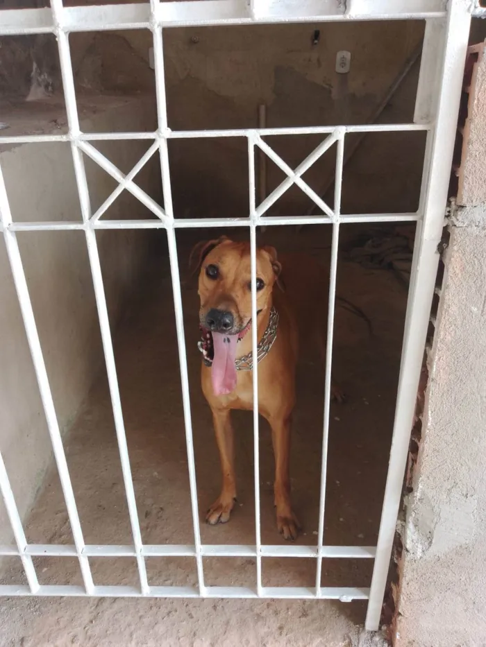 Cachorro ra a SRD-ViraLata idade  nome Luke