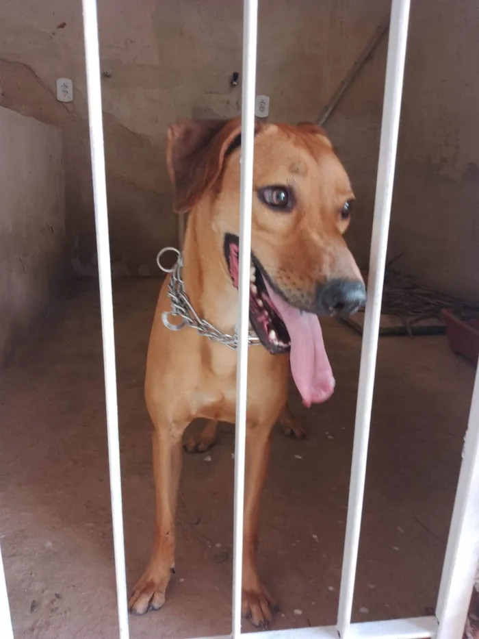 Cachorro ra a SRD-ViraLata idade  nome Luke