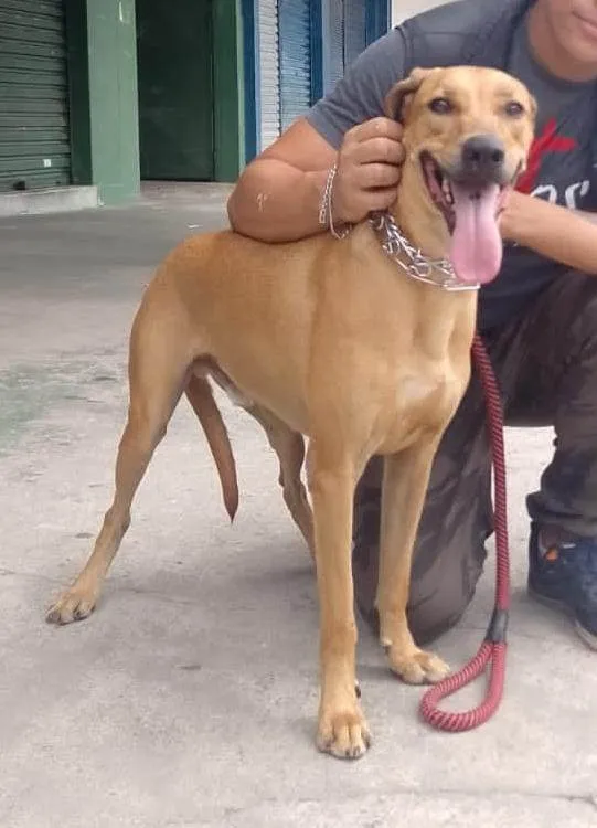 Cachorro ra a SRD-ViraLata idade  nome Luke