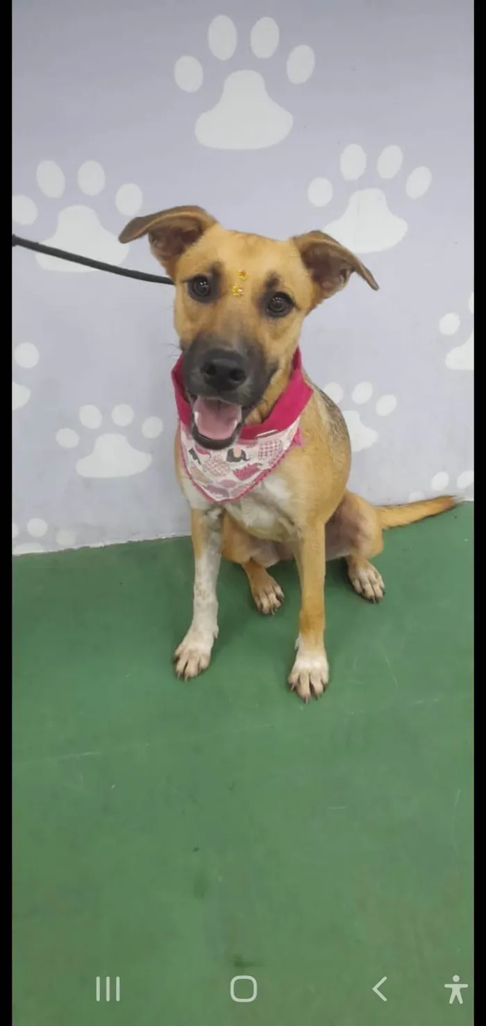Cachorro ra a SRD-ViraLata idade 7 a 11 meses nome Sofia