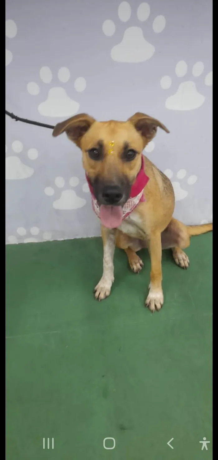 Cachorro ra a SRD-ViraLata idade 7 a 11 meses nome Sofia