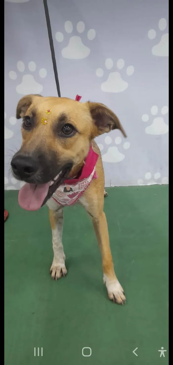 Cachorro ra a SRD-ViraLata idade 7 a 11 meses nome Sofia
