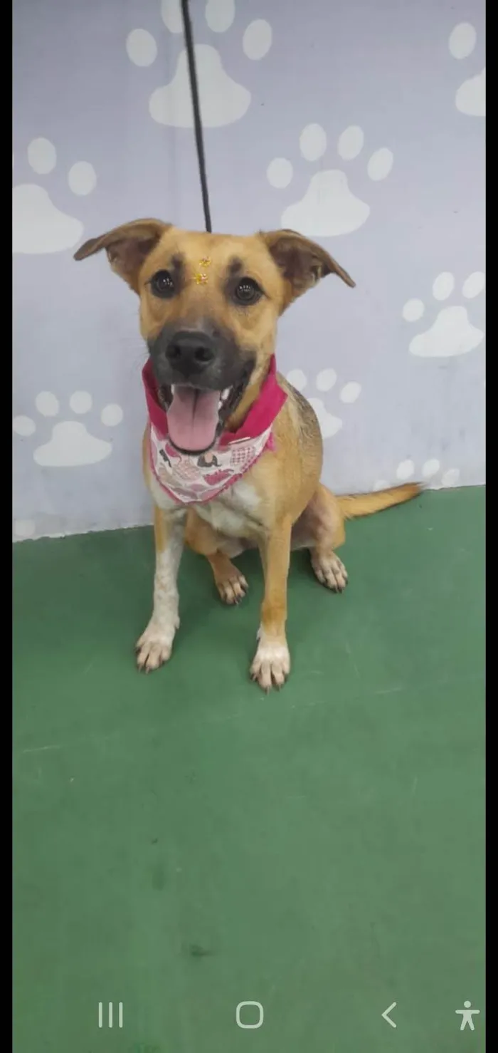 Cachorro ra a SRD-ViraLata idade 7 a 11 meses nome Sofia