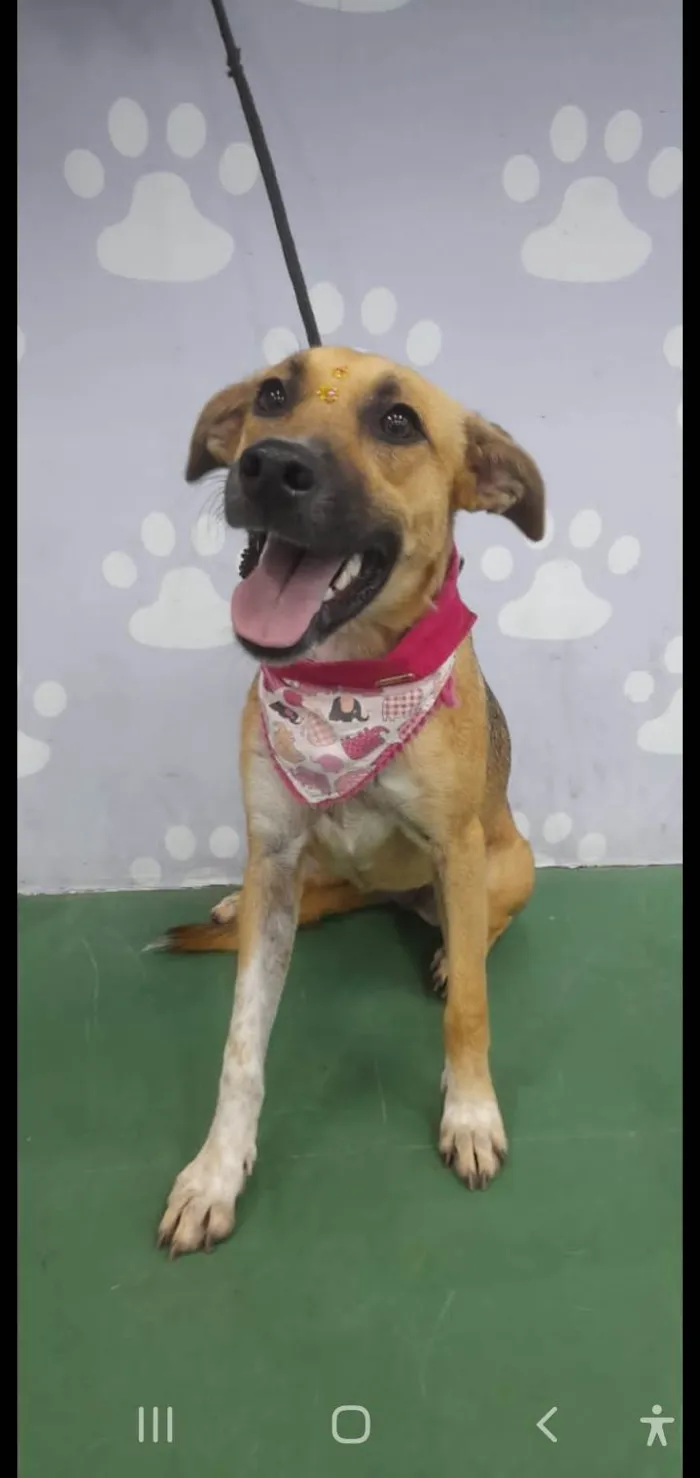 Cachorro ra a SRD-ViraLata idade 7 a 11 meses nome Sofia