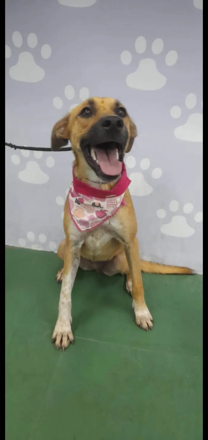 Cachorro ra a SRD-ViraLata idade 7 a 11 meses nome Sofia