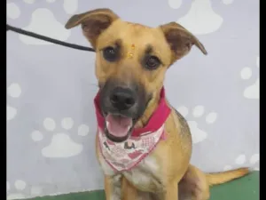 Cachorro raça SRD-ViraLata idade 7 a 11 meses nome Sofia