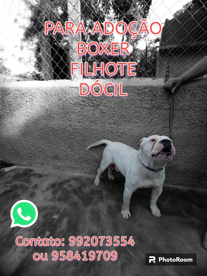 Cachorro ra a Boxer idade 2 a 6 meses nome Merlin