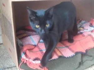 Gato raça SRD-ViraLata idade 7 a 11 meses nome Suzie