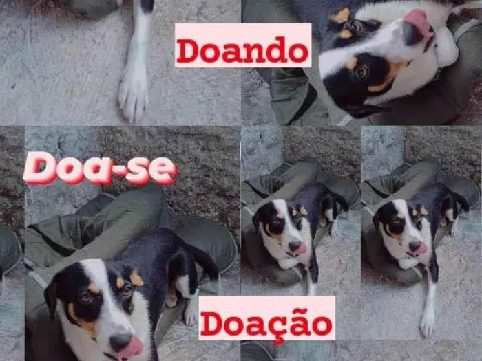 Cachorro ra a  idade 7 a 11 meses nome Tody