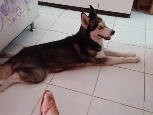Cachorro ra a Husk  idade 5 anos nome Mileide