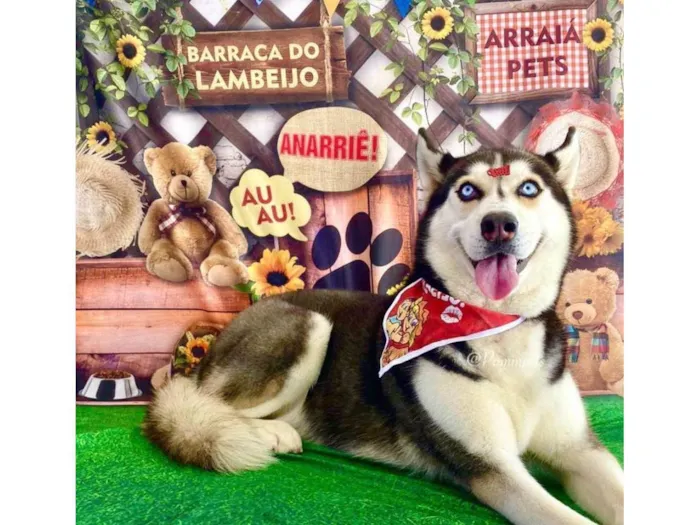 Cachorro ra a Husk  idade 5 anos nome Mileide