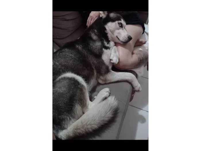 Cachorro ra a Husk  idade 5 anos nome Mileide