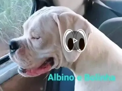Cachorro raça Boxer idade 2 anos nome Albino