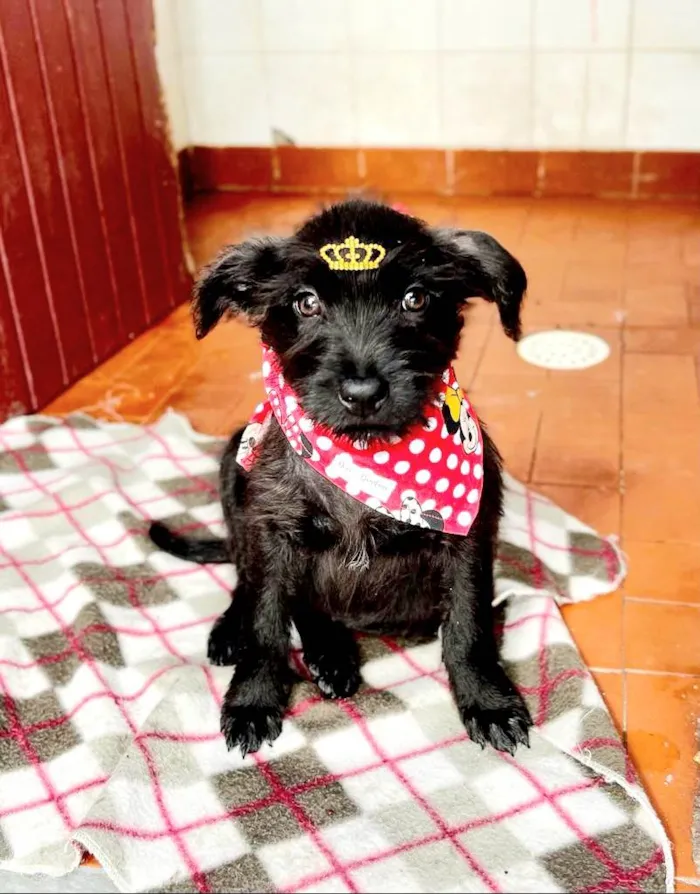Cachorro raça Mestiça Schnauzer idade 2 a 6 meses nome Aurora 