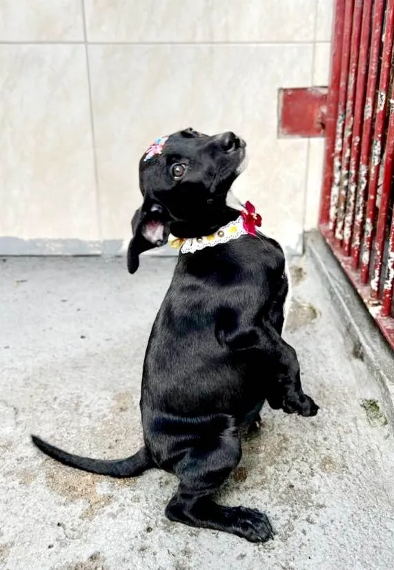 Cachorro raça Mestiça de schnauzer  idade 2 a 6 meses nome Greta