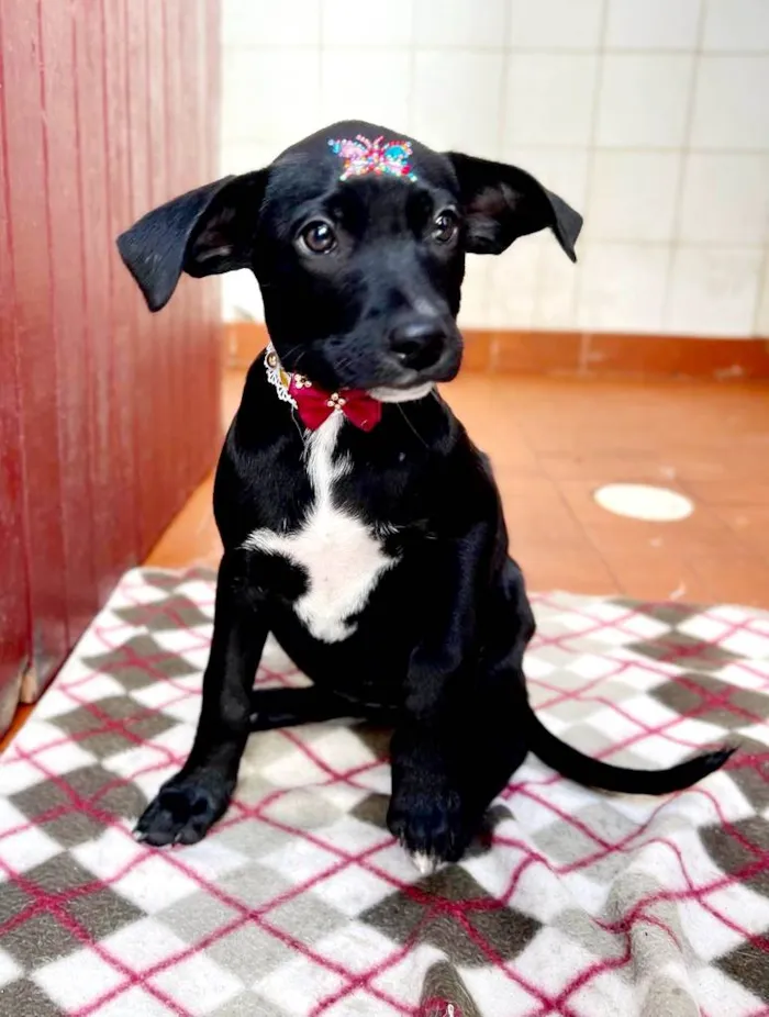 Cachorro raça Mestiça de schnauzer  idade 2 a 6 meses nome Greta