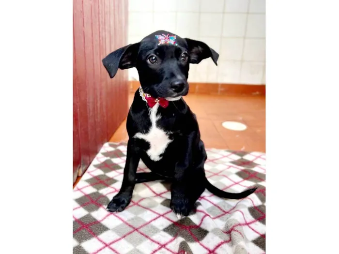 Cachorro raça Mestiça de schnauzer  idade 2 a 6 meses nome Greta