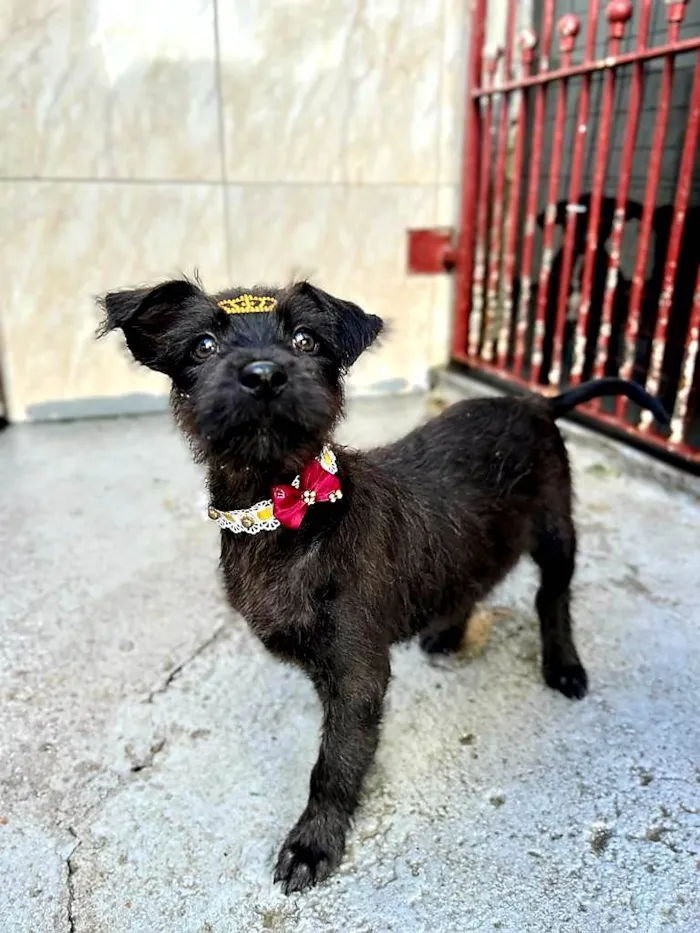 Cachorro raça Mestiça de schnauzer  idade 2 a 6 meses nome Malu