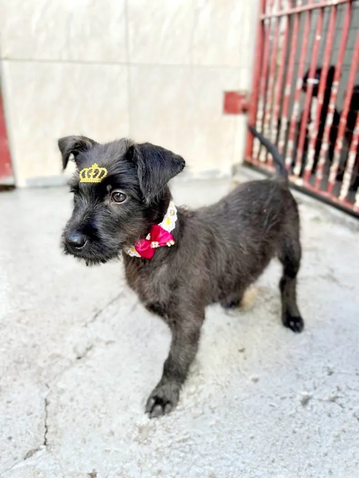 Cachorro raça Mestiça de schnauzer  idade 2 a 6 meses nome Malu