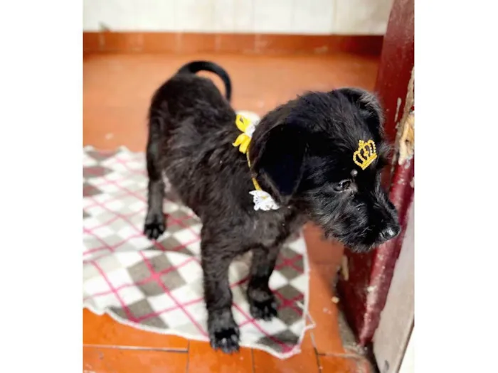 Cachorro raça Mestiça de schnauzer  idade 2 a 6 meses nome Malu