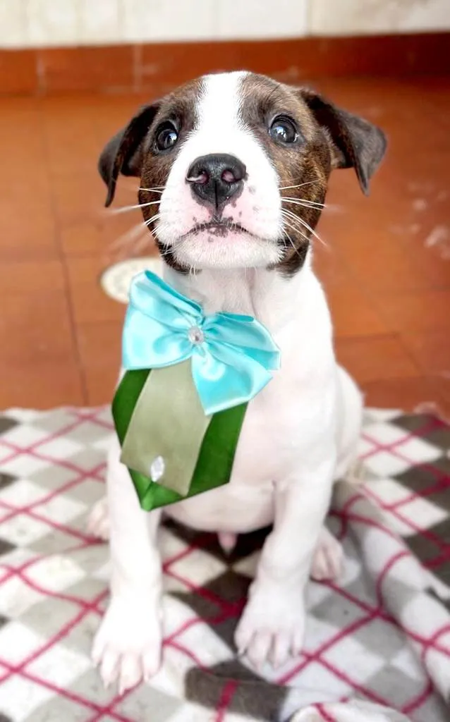 Cachorro raça Mestiço bull terrier idade 2 a 6 meses nome Kenzo