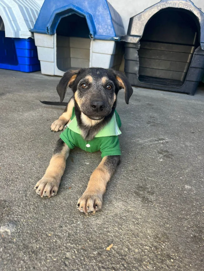 Cachorro ra a  idade 7 a 11 meses nome Não sei 