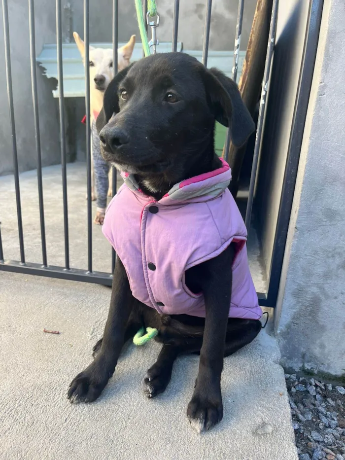 Cachorro ra a  idade 7 a 11 meses nome Não sei 