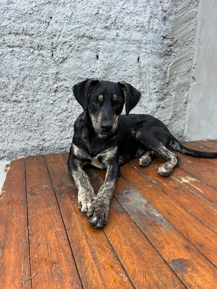 Cachorro ra a  idade 7 a 11 meses nome Não sei 