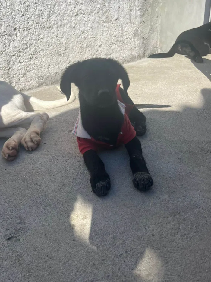 Cachorro ra a  idade 7 a 11 meses nome Não sei 