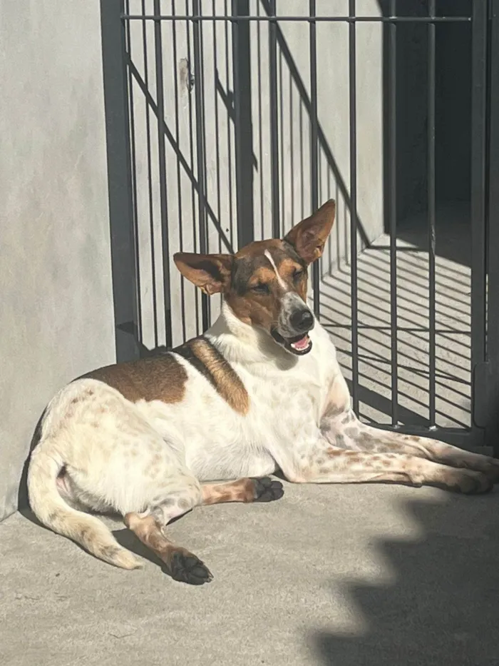 Cachorro ra a  idade 7 a 11 meses nome Não sei 