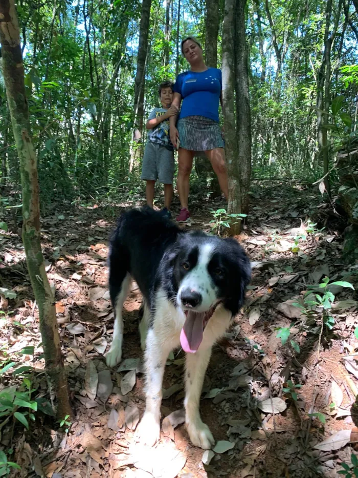 Cachorro raça Border Colie idade 2 anos nome Charlie