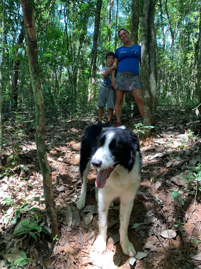Cachorro raça Border Colie idade 2 anos nome Charlie