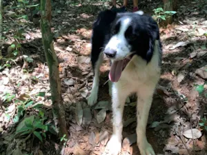 Cachorro raça Border Colie idade 2 anos nome Charlie